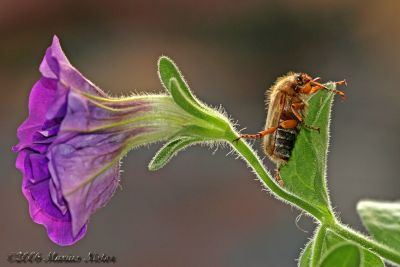 Amphimallon solstitiale