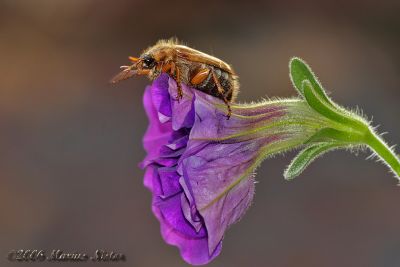 Amphimallon solstitiale