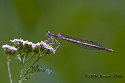Platycnemis pennipes - female
