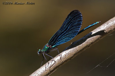 Calopterix virgo - male