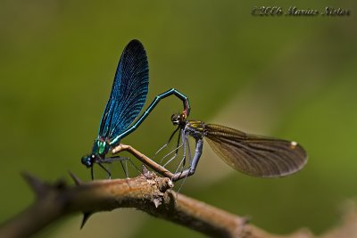 Calopterix virgo - male and female