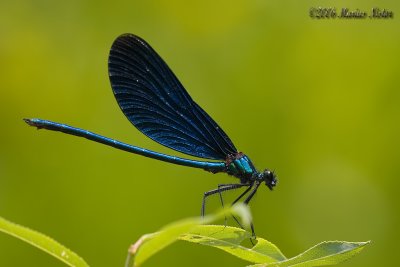 Calopterix virgo - male