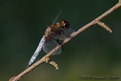 Libellula depresa - male