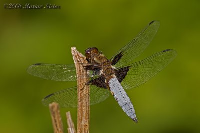 Libellula depresa - male