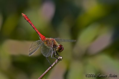 Sympetrum sanguineum - male