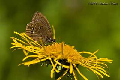 Aphantopus hyperanthus