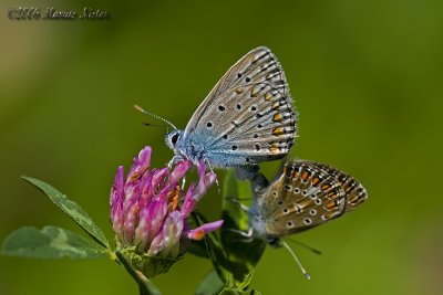 Polyommatus icarus