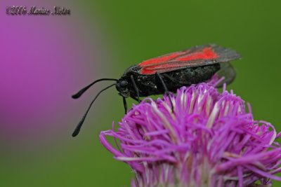 Zygaena purpuralis