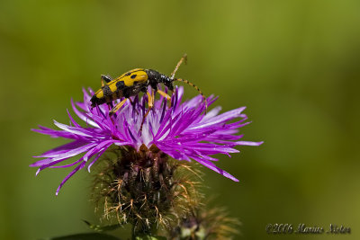 Strangalia maculata