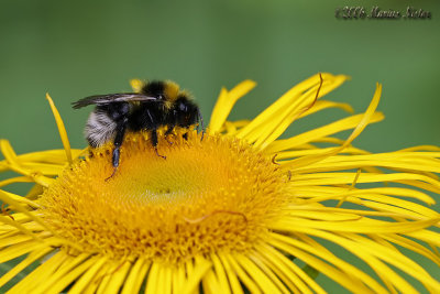 Bombus lucorum