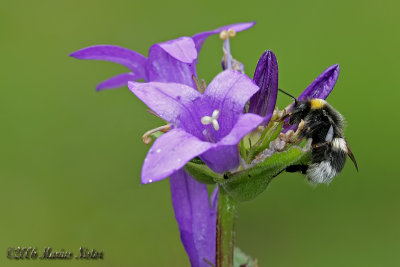 Bombus lucorum