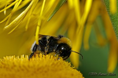 Bombus lucorum