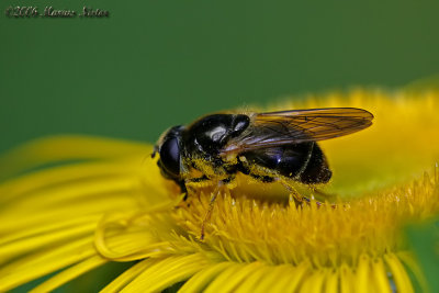 Cheilosia canicularis