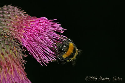 Bombus terrestris