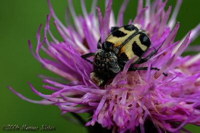 Trichius fasciatus