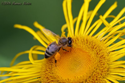 Apis mellifera