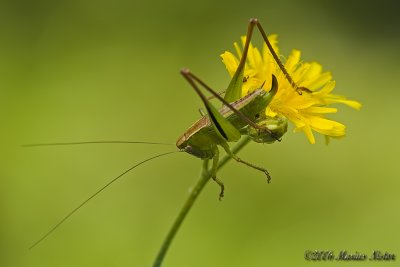 Ord. Orthoptera