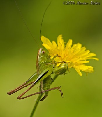 Ord. Orthoptera