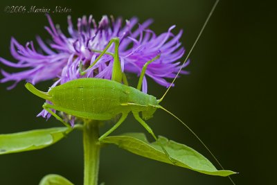 Ord. Orthoptera