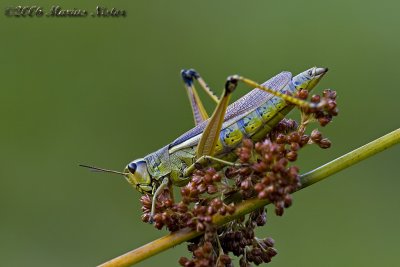 Ord. Orthoptera