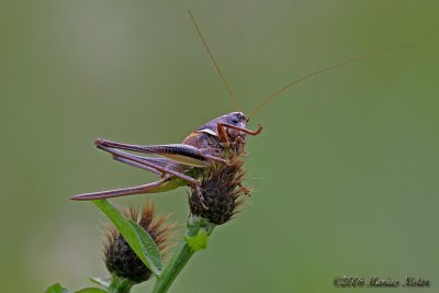 Ord. Orthoptera