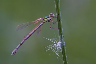 Lestes sponsa - female