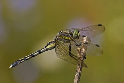 Orthetrum albistylum