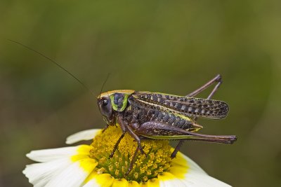 Ord. Orthoptera