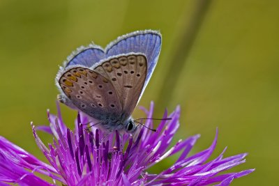 Polyommatus icarus