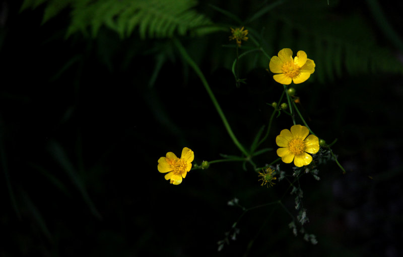 Les petites fleurs de beurre