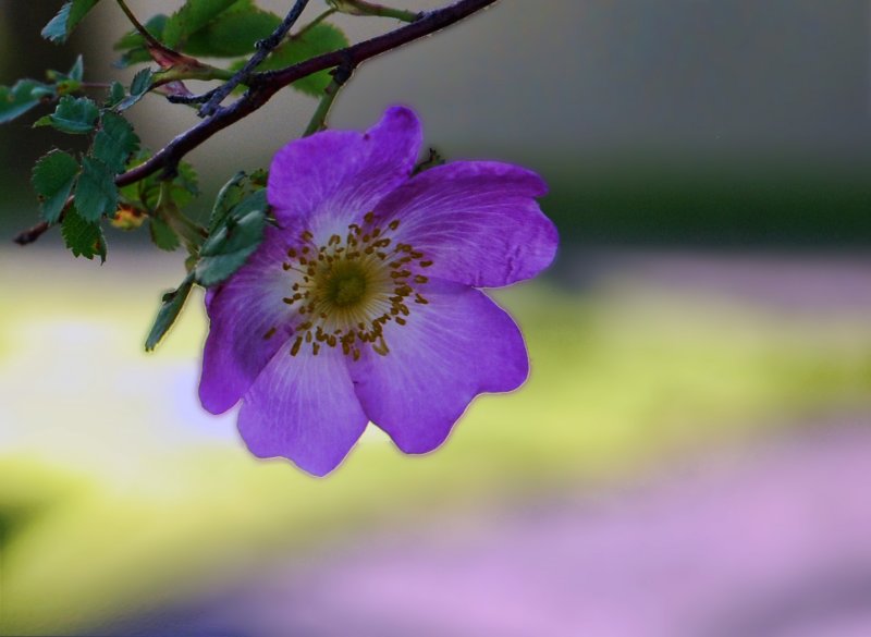 Une fleur