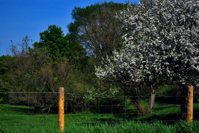 FLEURS de pommiers...