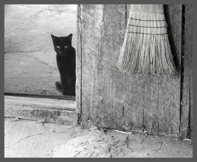 Un chaton noir...un balai