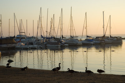 Early Birds
