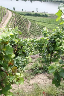 Vineyards in Mosel, Germany