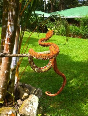 Eyelash viper Costa Rica.jpg