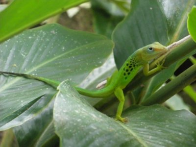 guadeloupe