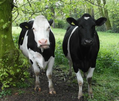 Cows