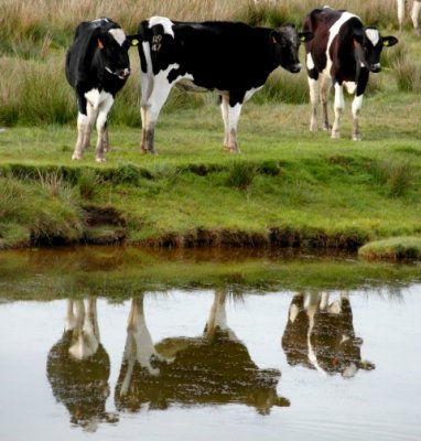 More cows