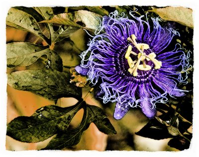 DPR_Purple_PassionFlower.jpg