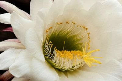 DPR_Stack_Flower.jpg
