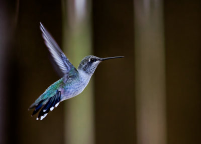 Hummingbird4.jpg