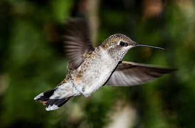 Hummingbird6.jpg