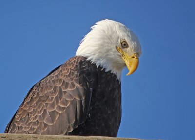 Bald Eagle