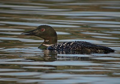 Common Loon