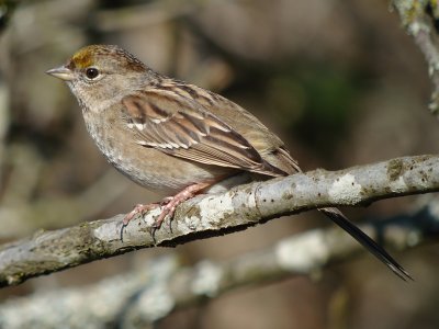 Golden-crowned Sparrow