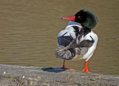 Goosander