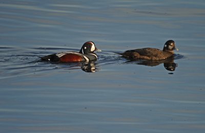 Harlequin Ducks