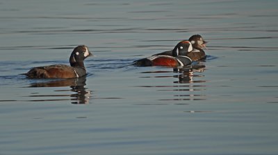 Harlequin Ducks