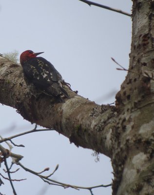 Red-breasted Sapsucker